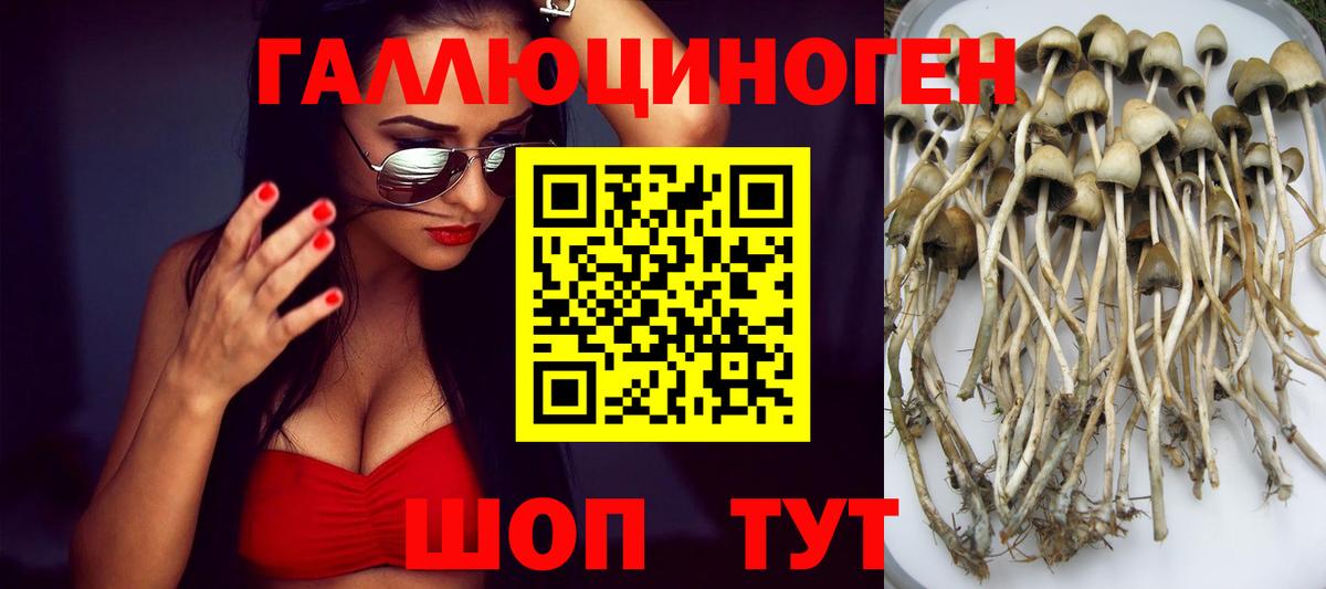 Псилоцибиновые грибы Psilocybine cubensis Красноармейск